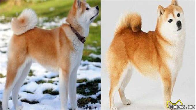 柴犬和秋田的区别，你知道多少呢?