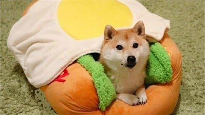 柴犬和秋田的区别，你知道多少呢?