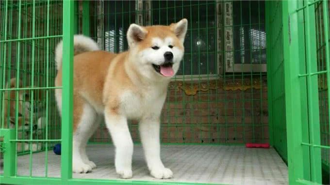 柴犬和秋田的区别，你知道多少呢?