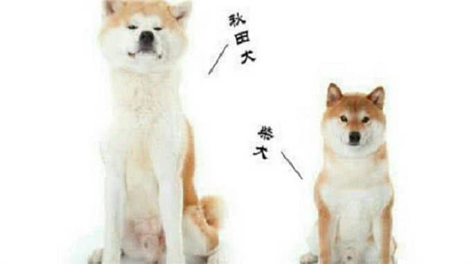 柴犬和秋田的区别，你知道多少呢?