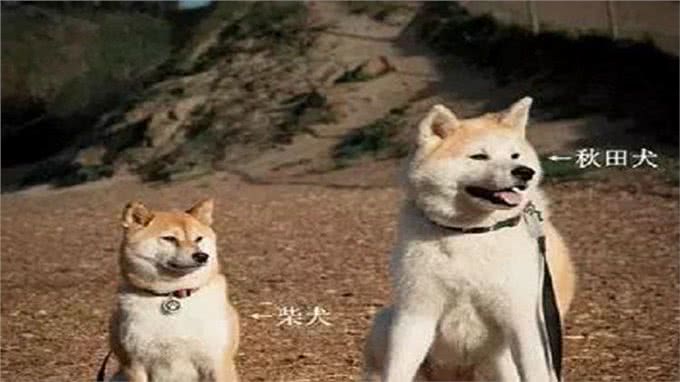柴犬和秋田的区别，你知道多少呢?
