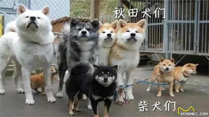 柴犬和秋田的区别，你知道多少呢?