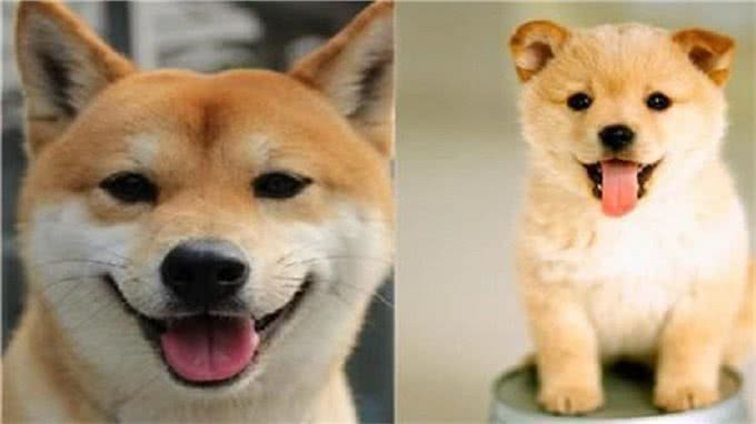 柴犬和秋田的区别，你知道多少呢?