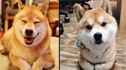 柴犬和秋田的区别，你知道多少呢?