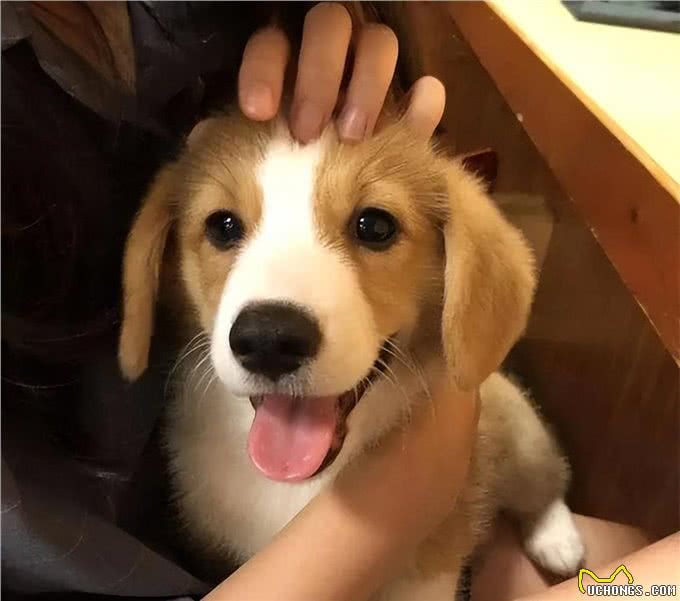 狗狗一生的6大愿望，你有帮它实现吗?