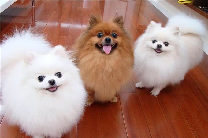 狗狗一生的6大愿望，你有帮它实现吗?