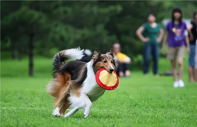 狗狗一生的6大愿望，你有帮它实现吗?