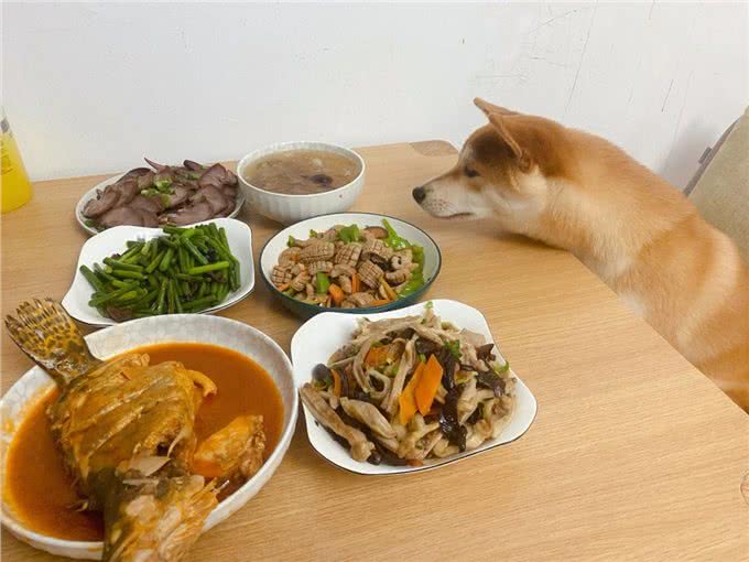 狗狗一生的6大愿望，你有帮它实现吗?