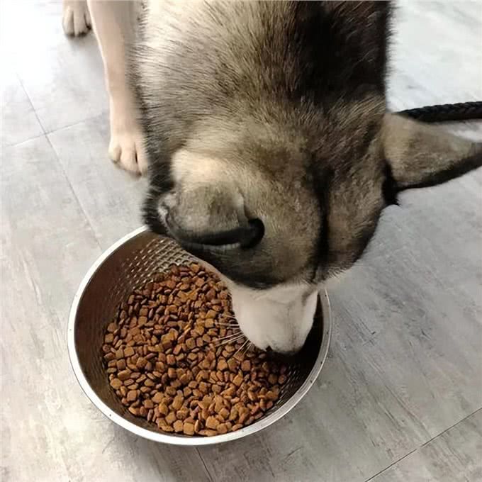 狗狗一生的6大愿望，你有帮它实现吗?