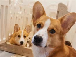 狗狗一生的6大愿望，你有帮它实现吗?