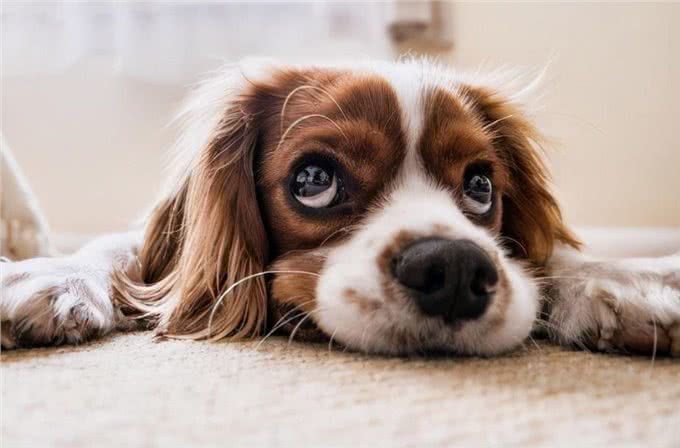 狗狗寿命短暂，该如何喂养，能够延长寿命?