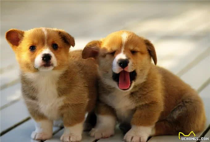 狗狗寿命短暂，该如何喂养，能够延长寿命?