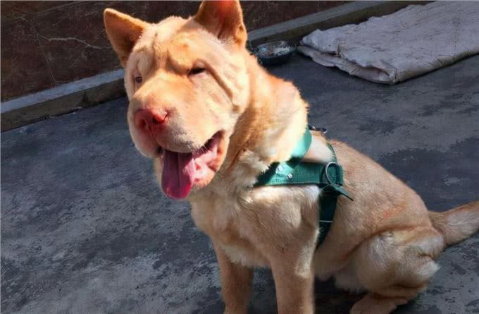 狗狗寿命短暂，该如何喂养，能够延长寿命?