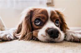 狗狗寿命短暂，该如何喂养，能够延长寿命?