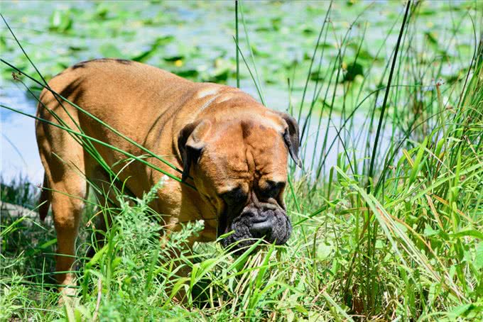 狗改不了吃屎?为何对便便一往情深，看完涨知识