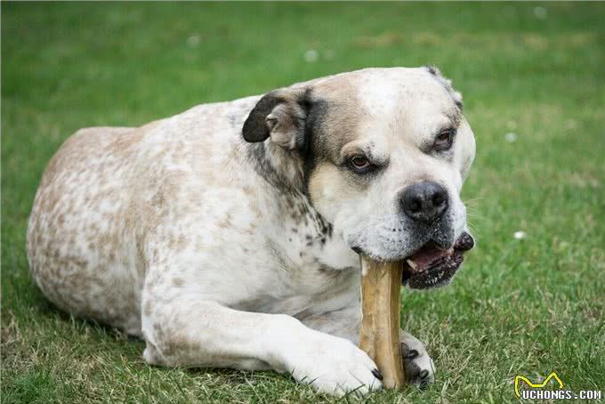 狗改不了吃屎?为何对便便一往情深，看完涨知识