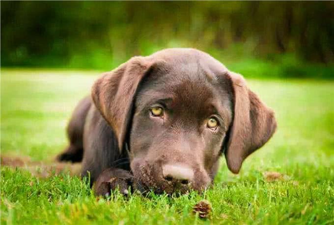 狗改不了吃屎?为何对便便一往情深，看完涨知识