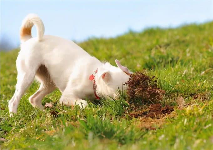 狗改不了吃屎?为何对便便一往情深，看完涨知识