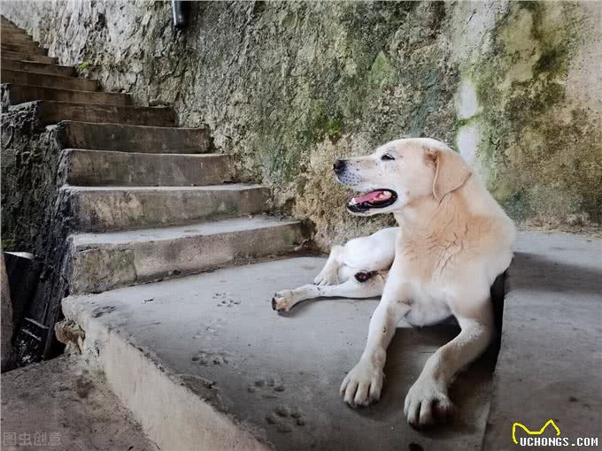 狗改不了吃屎?为何对便便一往情深，看完涨知识