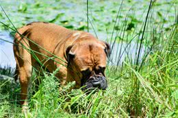 狗改不了吃屎?为何对便便一往情深，看完涨知识