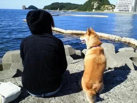 兽医师的忠告:挑选一只健康又聪明的狗狗的十条铁律!