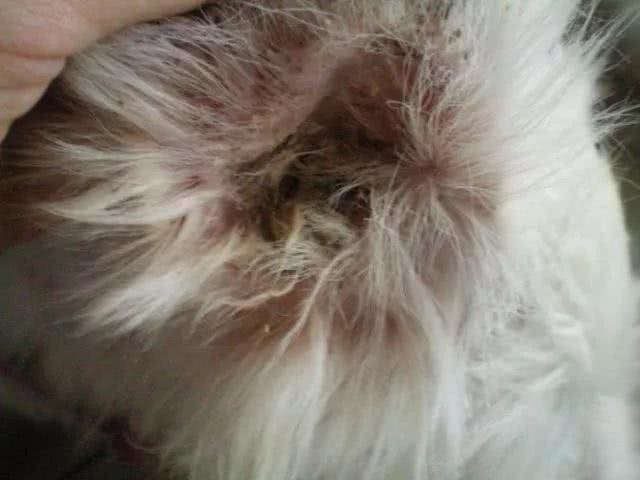 兽医师的忠告:挑选一只健康又聪明的狗狗的十条铁律!