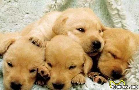 兽医师的忠告:挑选一只健康又聪明的狗狗的十条铁律!