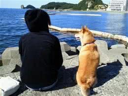 兽医师的忠告:挑选一只健康又聪明的狗狗的十条铁律!