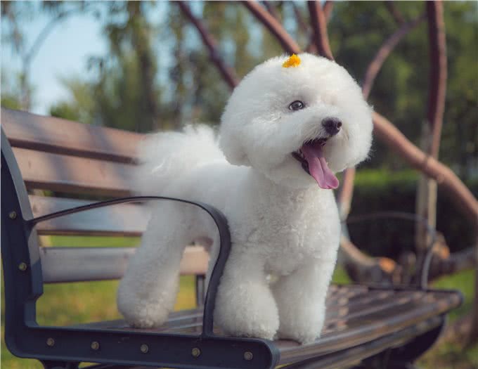 新手、上班族、有孩子适合养什么狗?不知道你买不买得起