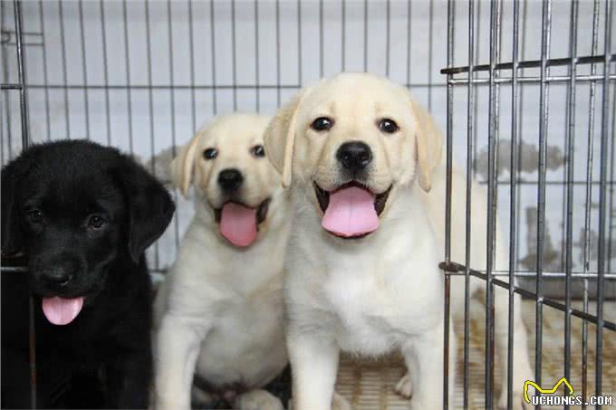 新手、上班族、有孩子适合养什么狗?不知道你买不买得起