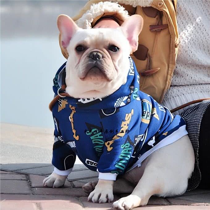 新手、上班族、有孩子适合养什么狗?不知道你买不买得起