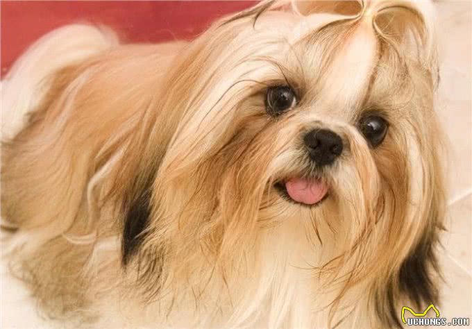 新手、上班族、有孩子适合养什么狗?不知道你买不买得起