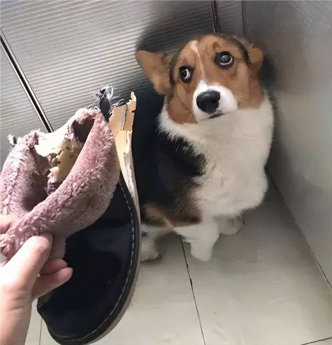 新手、上班族、有孩子适合养什么狗?不知道你买不买得起