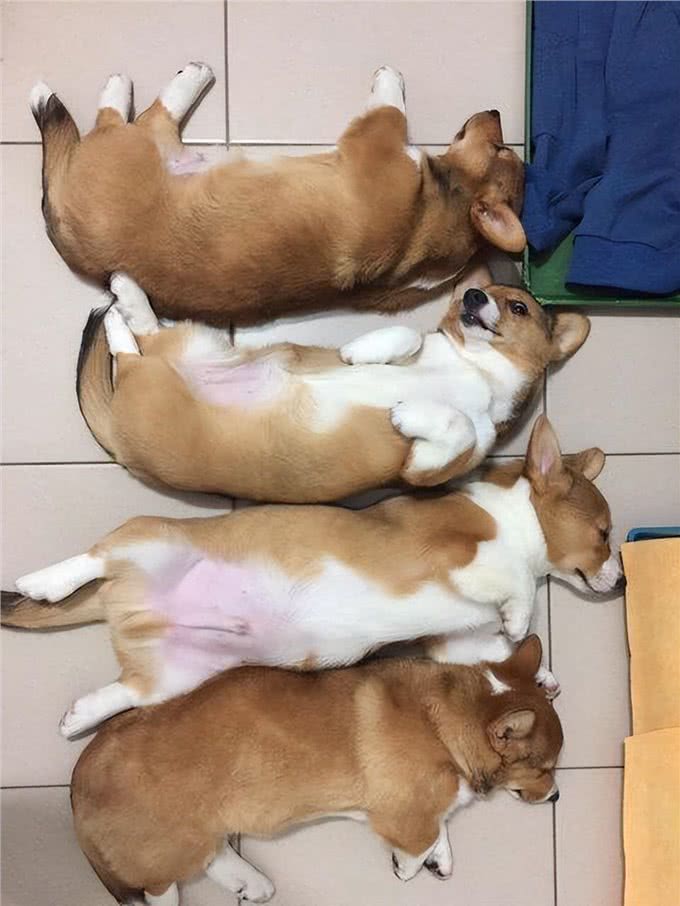 新手、上班族、有孩子适合养什么狗?不知道你买不买得起