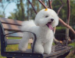 新手、上班族、有孩子适合养什么狗?不知道你买不买得起