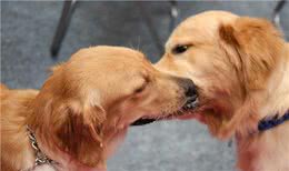 如何养好对人十分友善的金毛犬