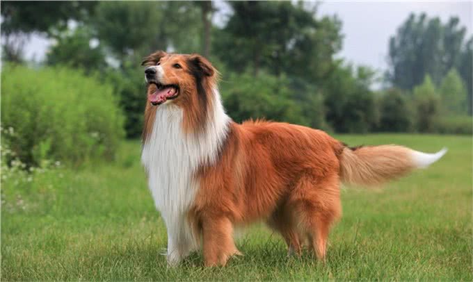 如何饲养边境牧羊犬才能让它活的更久陪我们的时间更长呢?