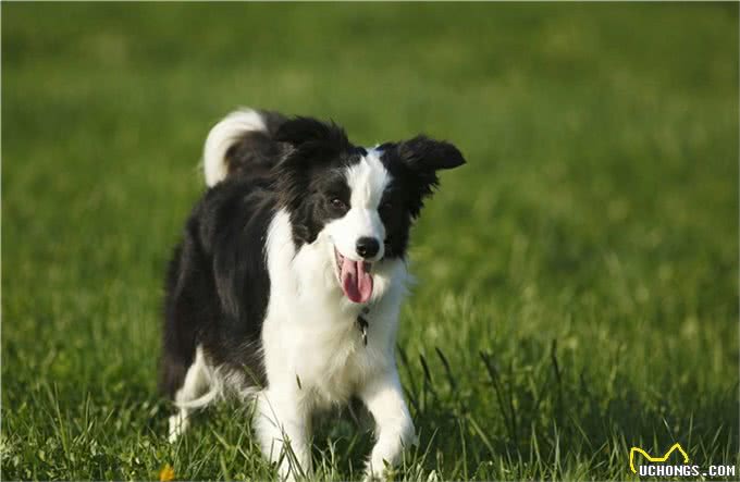 如何饲养边境牧羊犬才能让它活的更久陪我们的时间更长呢?