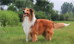 如何饲养边境牧羊犬才能让它活的更久陪我们的时间更长呢?