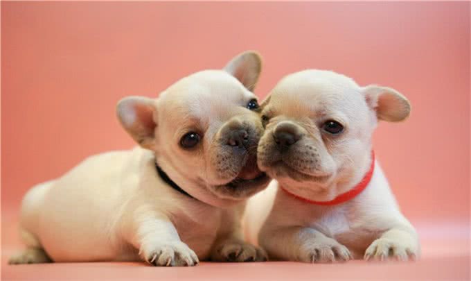 宠物寄养一窝难求国庆出游我们的宠物怎么办?