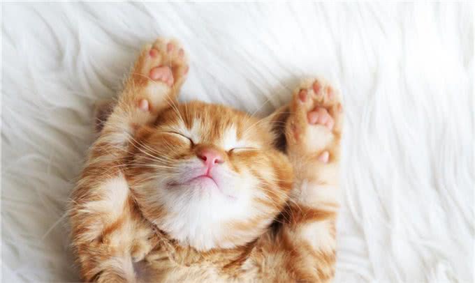 宠物寄养一窝难求国庆出游我们的宠物怎么办?