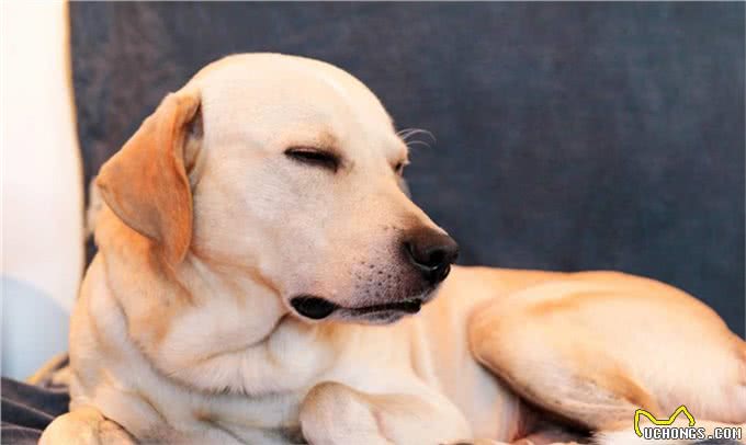 宠物寄养一窝难求国庆出游我们的宠物怎么办?