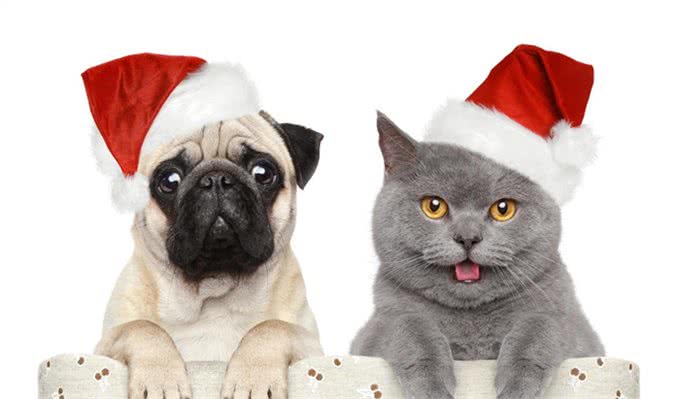 宠物寄养一窝难求国庆出游我们的宠物怎么办?