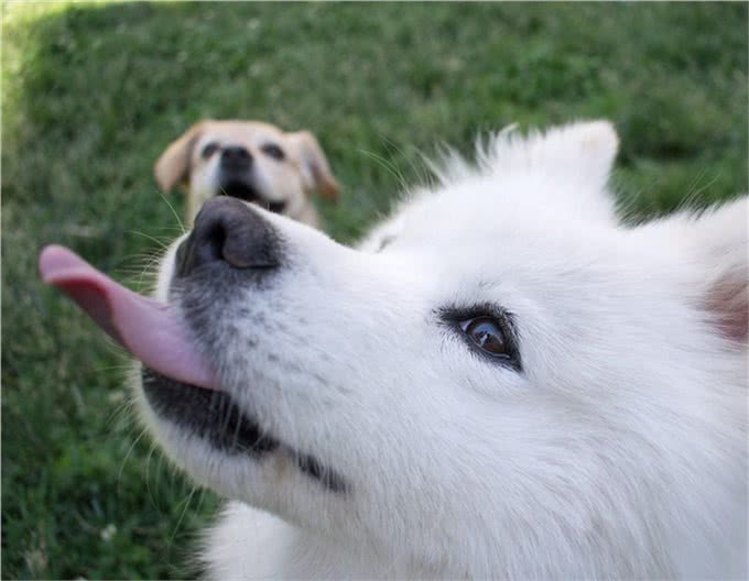 宠物寄养一窝难求国庆出游我们的宠物怎么办?