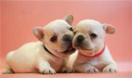 宠物寄养一窝难求国庆出游我们的宠物怎么办?