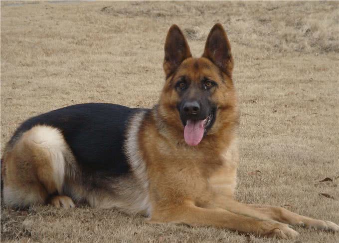 能打能抗能治疗，十项全能，最给力的狗狗德国黑背牧羊犬