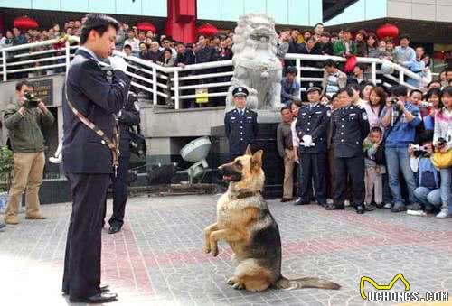 能打能抗能治疗，十项全能，最给力的狗狗德国黑背牧羊犬