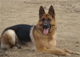 能打能抗能治疗，十项全能，最给力的狗狗德国黑背牧羊犬