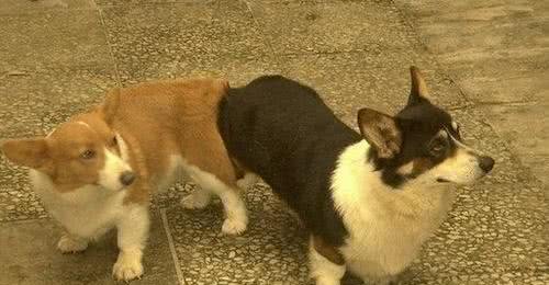 两只狗狗交配时，为何会屁股连着屁股?