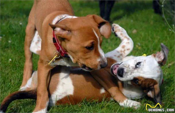 两只狗狗交配时，为何会屁股连着屁股?